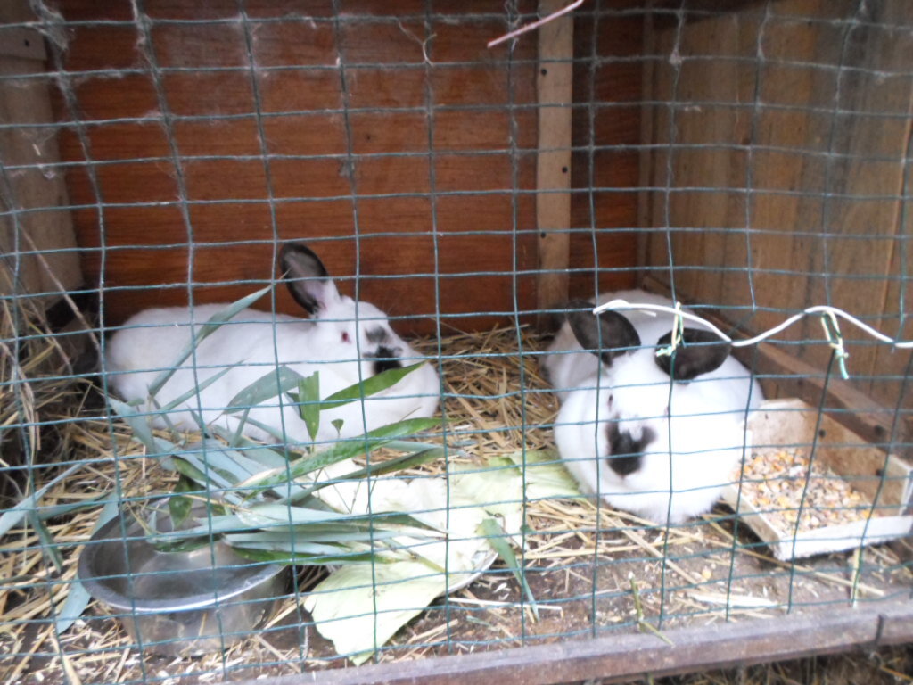 Наши  кролики породы "Калифорния".