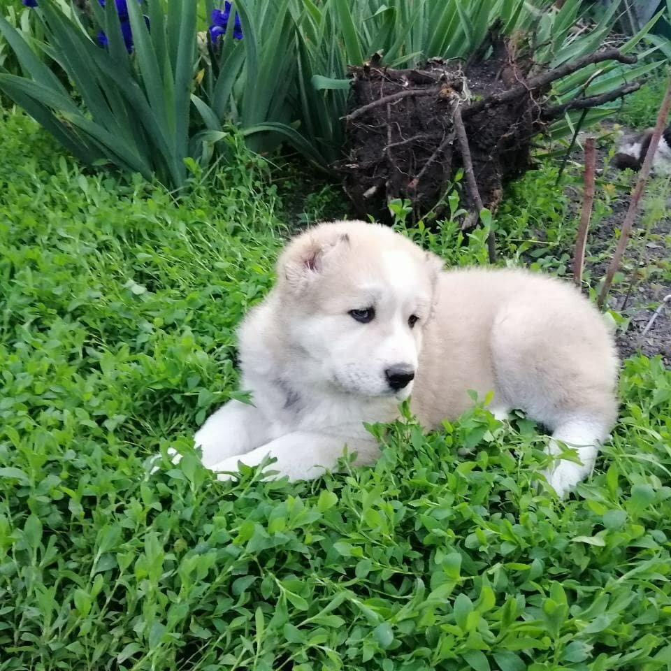 Кобель Дамир