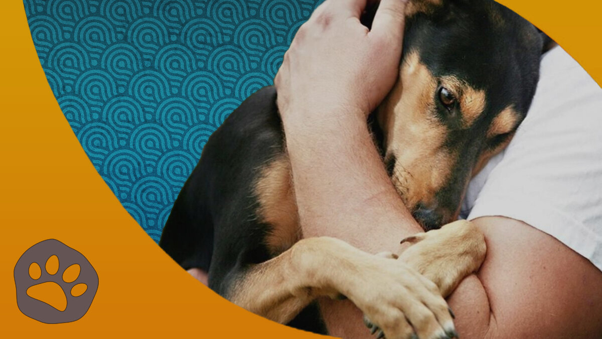 Кто такой общественный инспектор по защите животных и как им стать ...