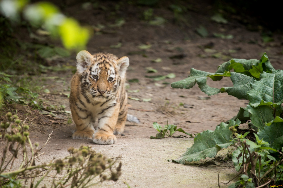 Такой маленький и уже такой серьезный