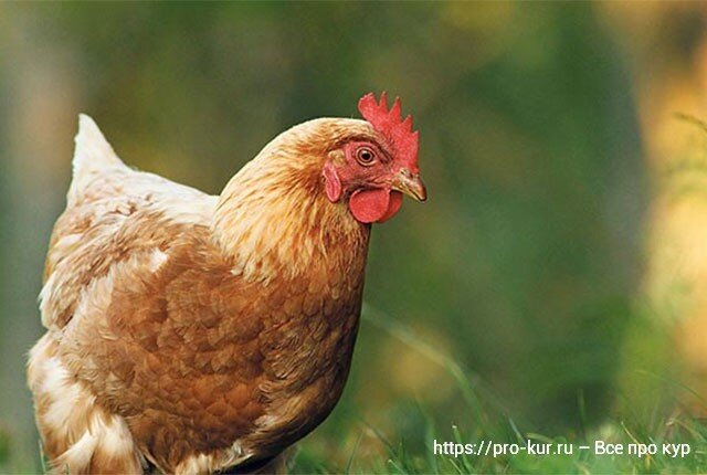 Определение и характеристики