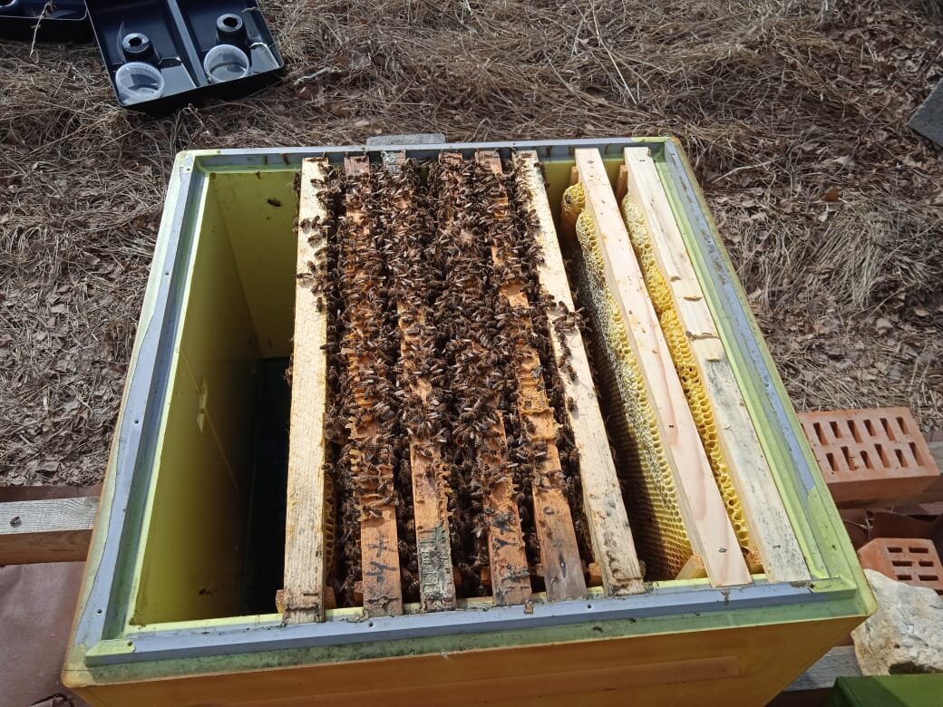 Сильная семья на 5 улочках. Вовсю носят обножку