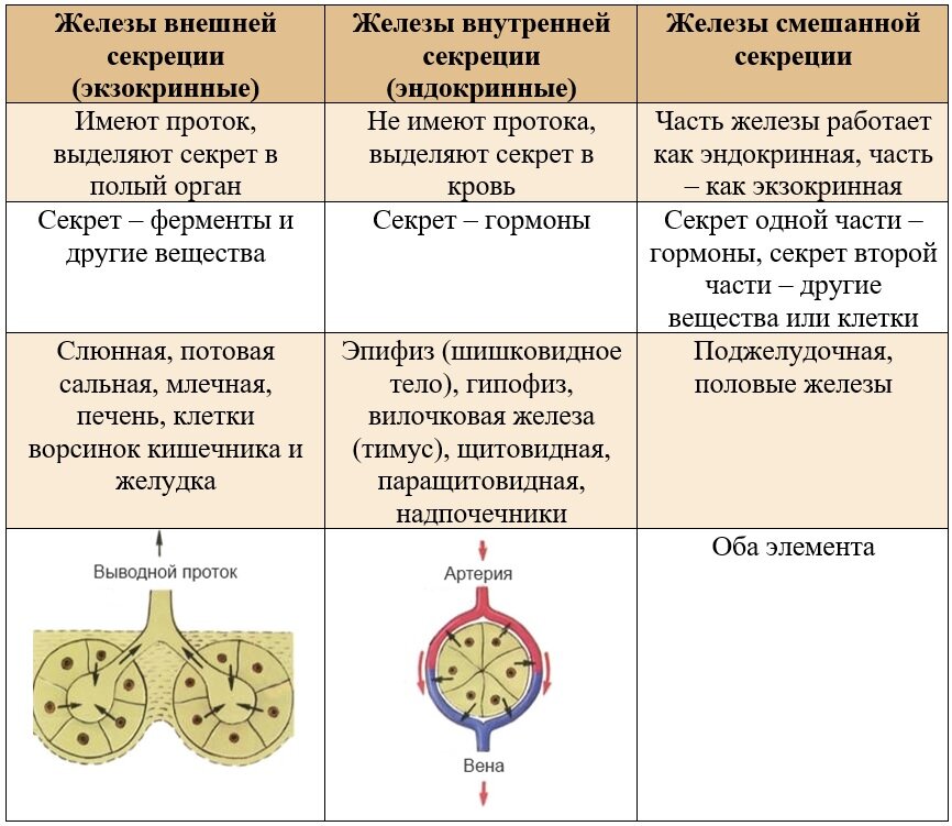 Биология железы внутренней и внешней секреции