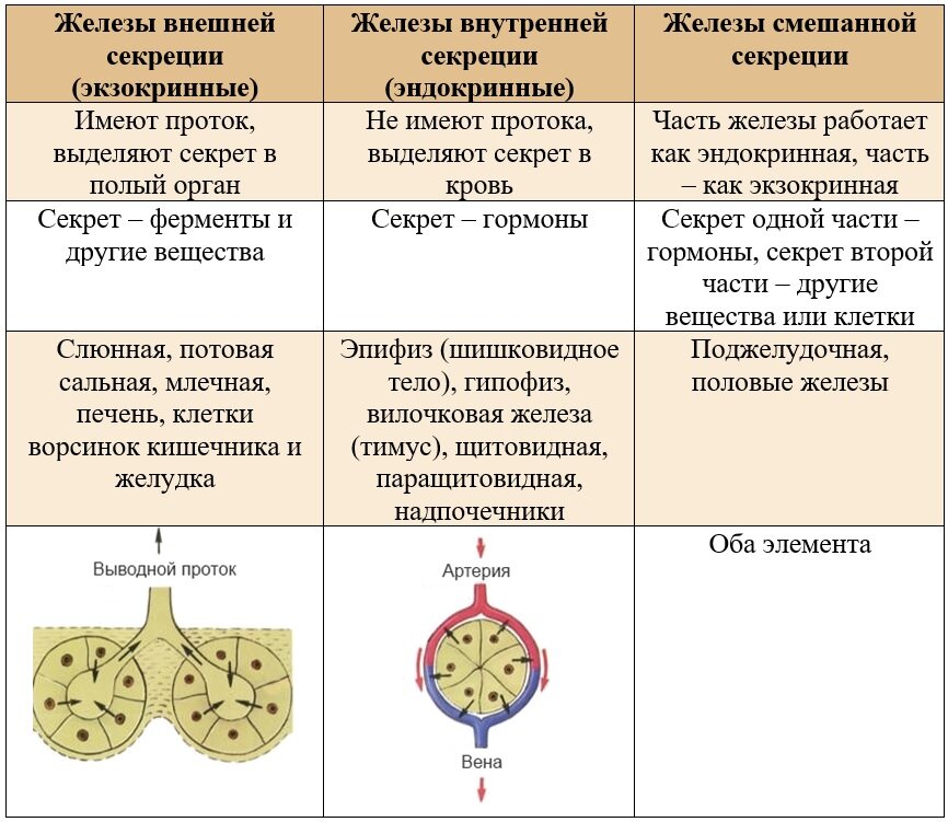 Гормоны внутренней и внешней смешанной секреции. Железы внутренней и внешней секреции таблица. Органы внутренней секреция и внешней секреция.