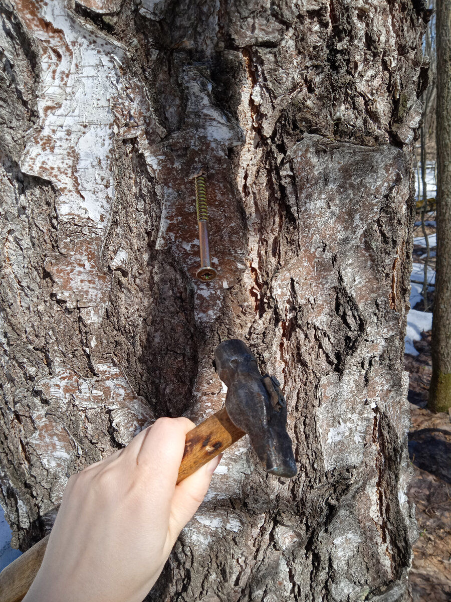 Березе проще залечить раны, если сделать дырочку под углом. Да и нам не нужно врезаться в древесину, т.к. сок течет вместе соединения коры с древесиной.