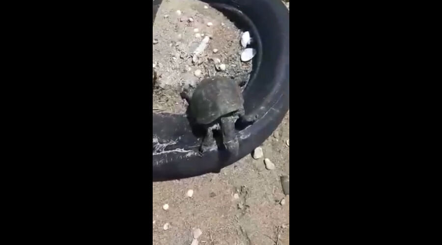 Кадр из видео местного жителя.