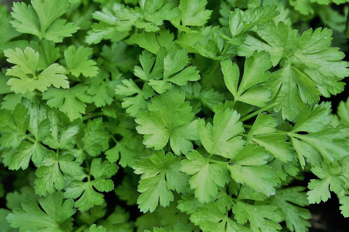 штраф за петрушку