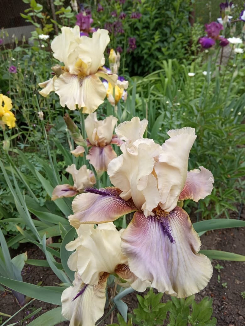 Ирис от Тани из Краснодара. Какой прекрасный и нежный цветок!