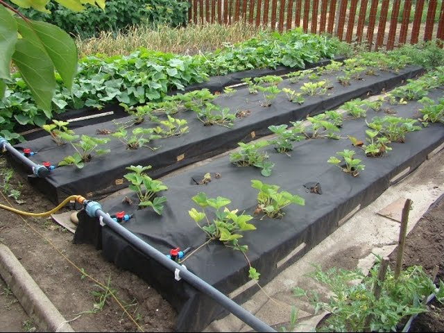 Капельный полив грядок