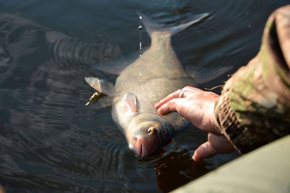 Фото с сайта: https://activefisher.net