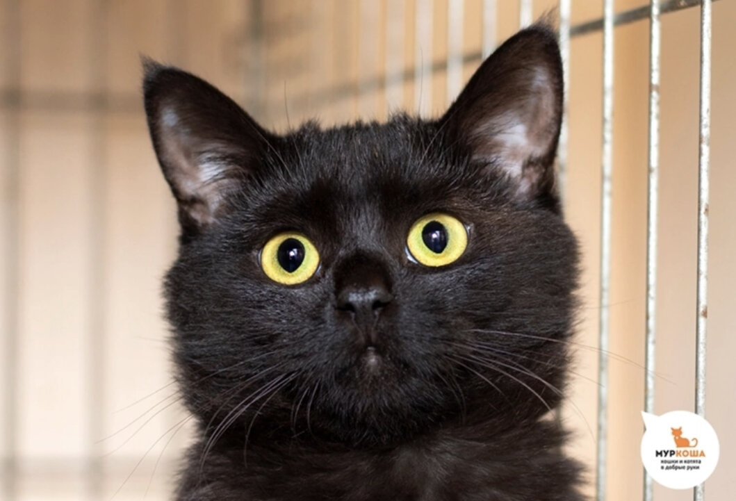 Любознательный Бомбей