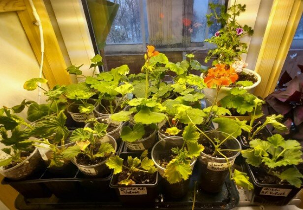 Так выглядит сегодня полка с черенками одного из стеллажей