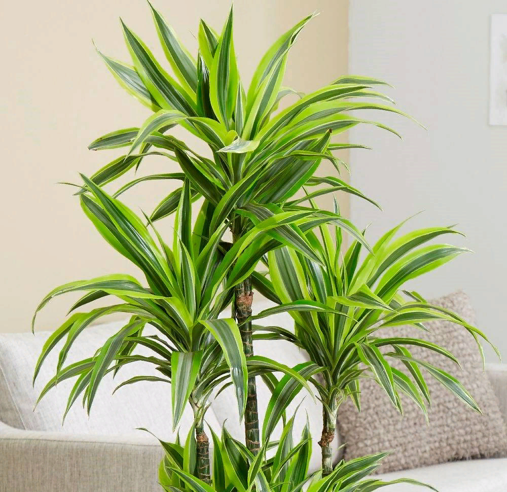 Живые растения делают любой дом уютным. Они помогают оживить интерьер и видоизменить комнаты.-2