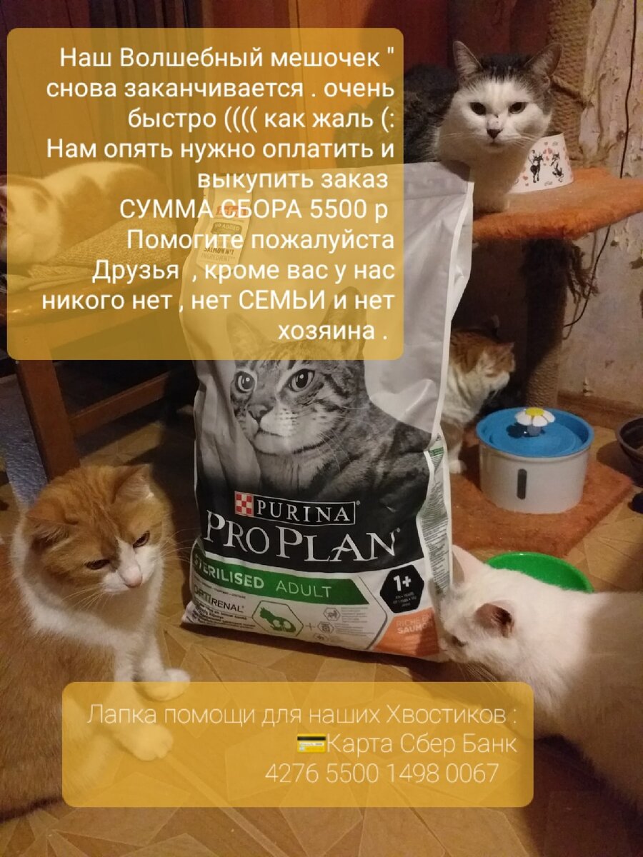 © ВСЕ ОТТЕНКИ КОШАЧЬЕГО
