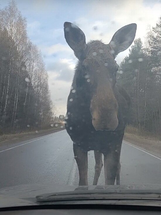     скрин с видео