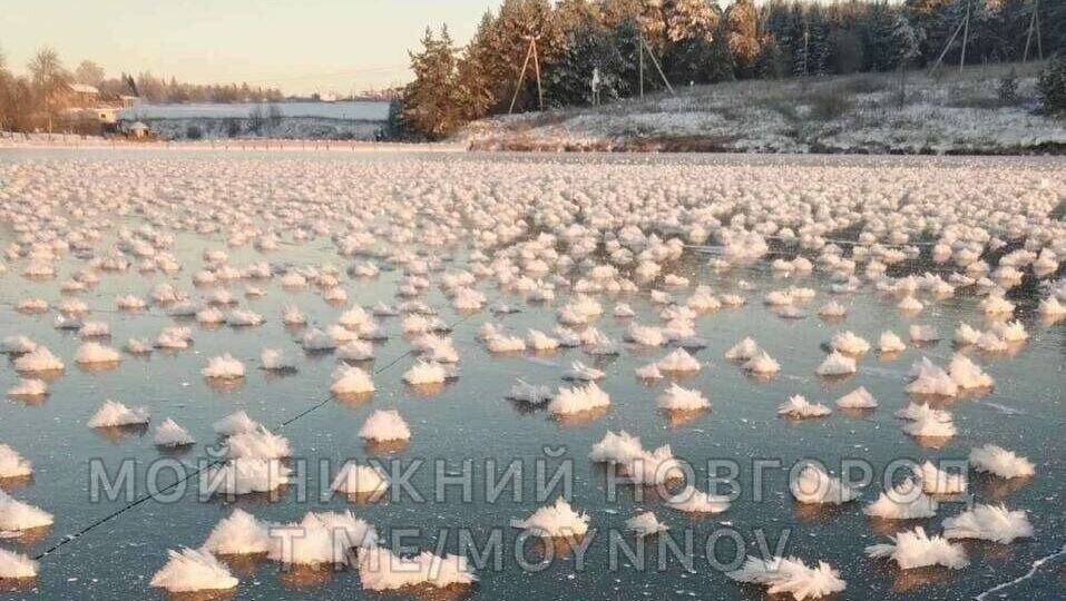     Необычное природное явления заметили нижегородцы на одном из водоемов. Речь идет о так называемых «ледяных цветах». Фотографии опубликованы в Telegram-канале «Мой Нижний Новгород».