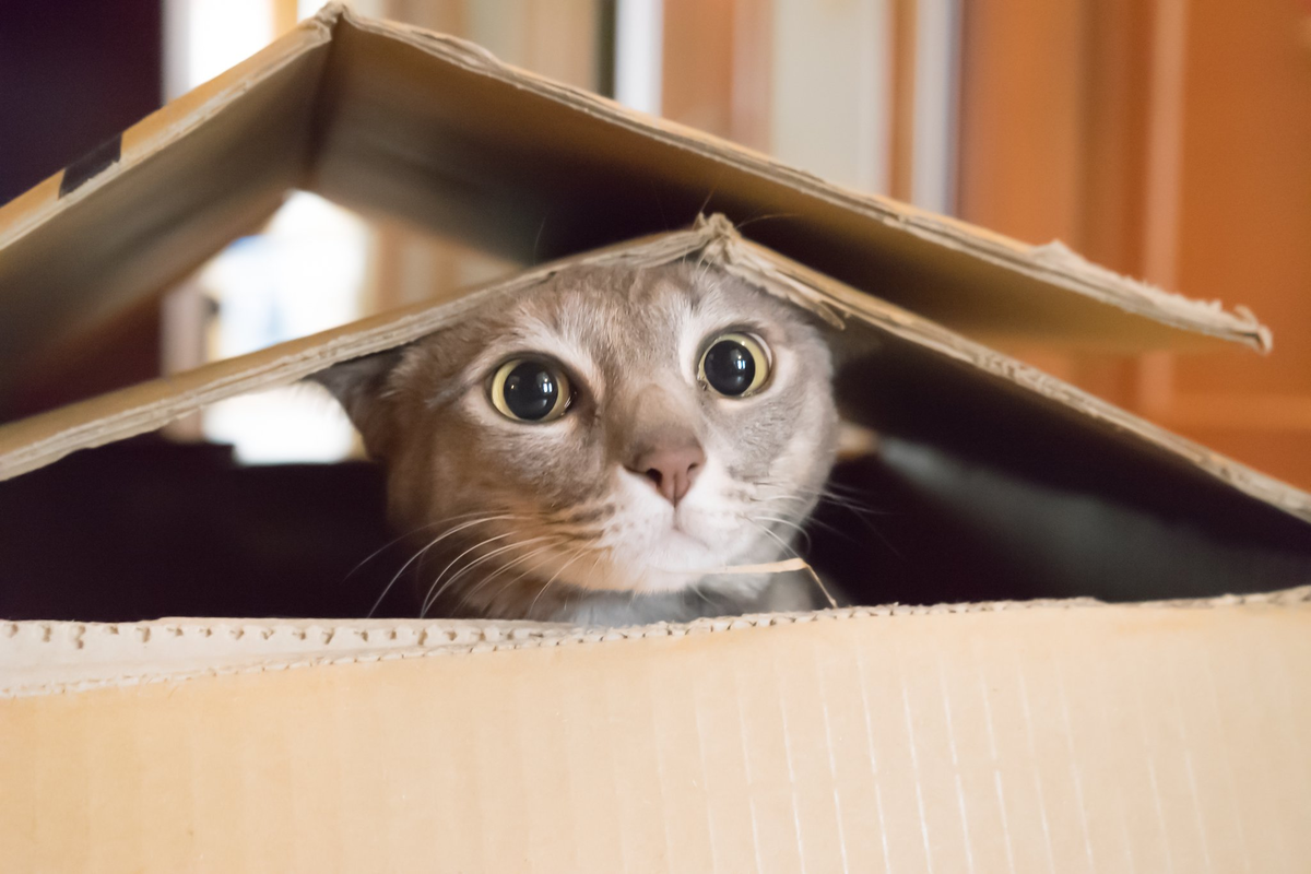 Кот в коробке. Домик для кота. Кот прячется. Кт выглядывает из коропки. Включи прятаться в коробках