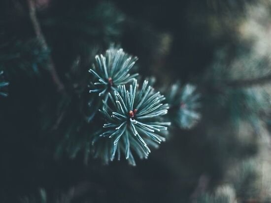     Фото: Pixabay.com