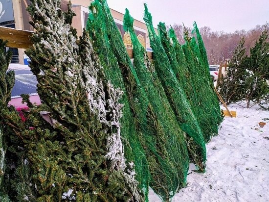     Фото: Густаво Зырянов / "МК в Омске"