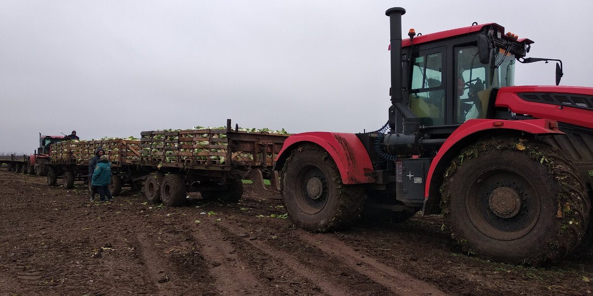 Собирать урожай будут еще две недели 