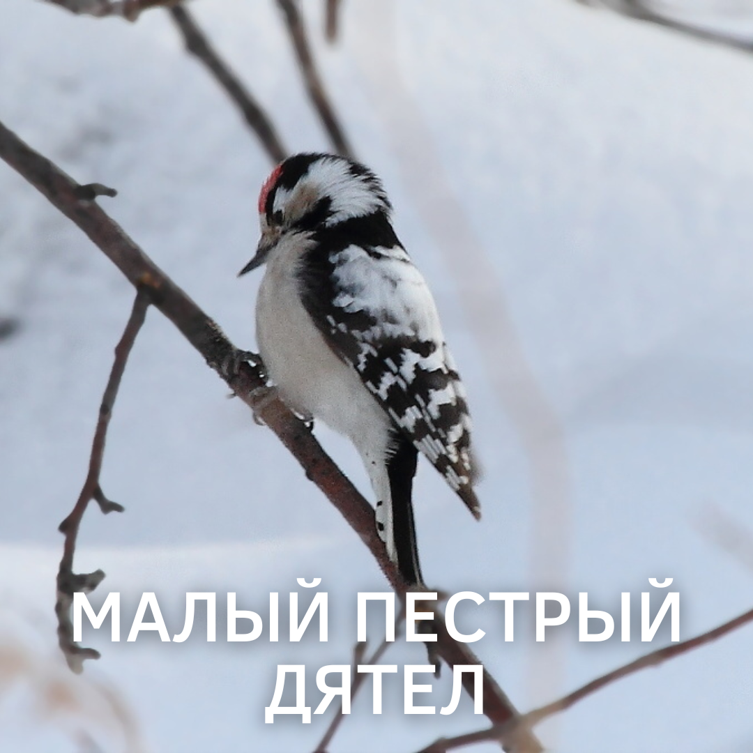 Птицы чувашии