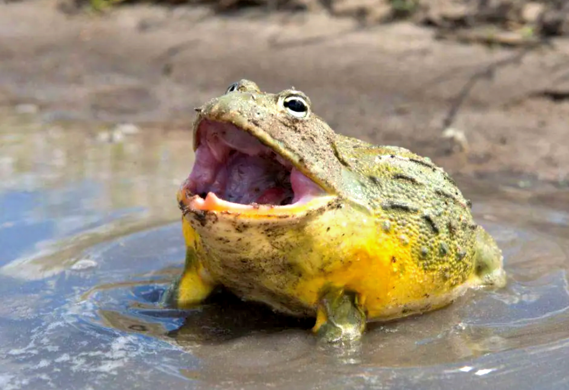 Её голос и впрямь похож на рев быка. Фото: bilibili.com