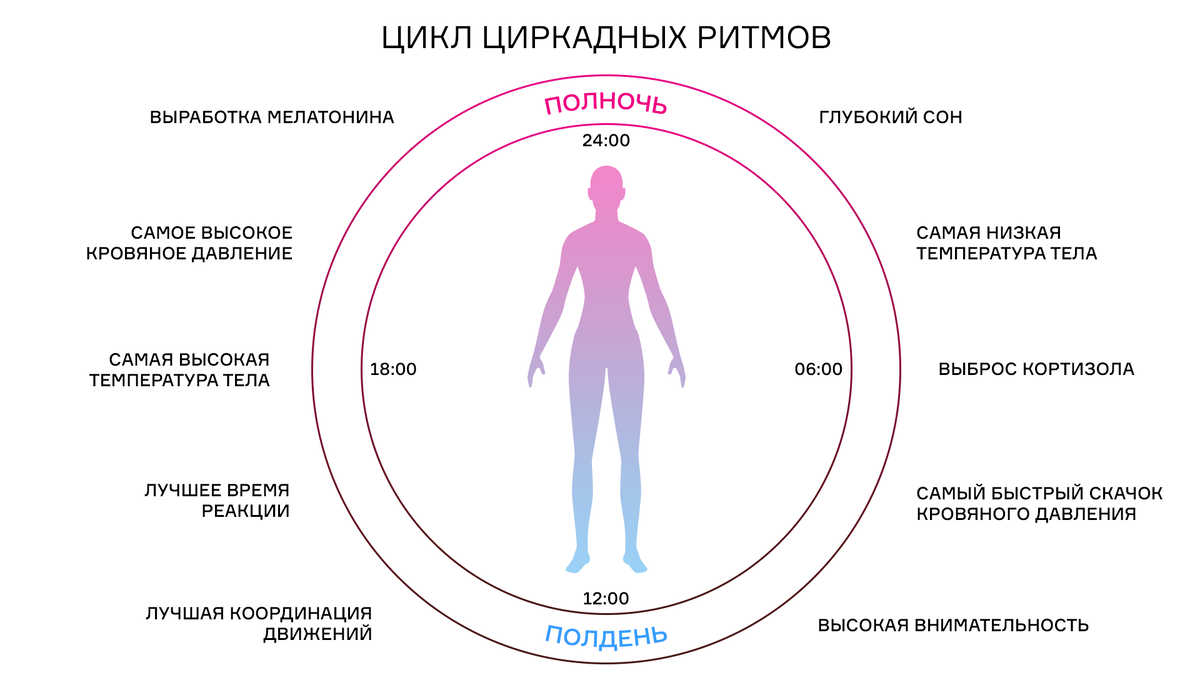 Биологические часы. Циркадные циклы человека. Циркадный ритм кортизола. Циркадные ритмы у человека.