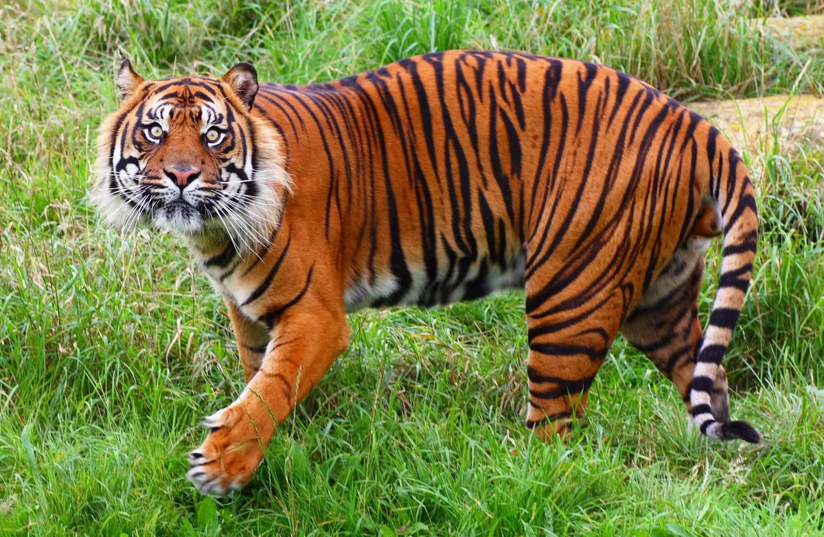 Экология амурского тигра