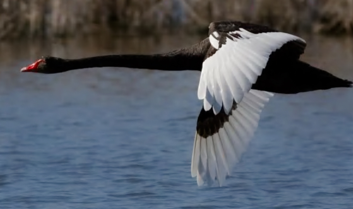 Демонстрация вытянутой шеи.
