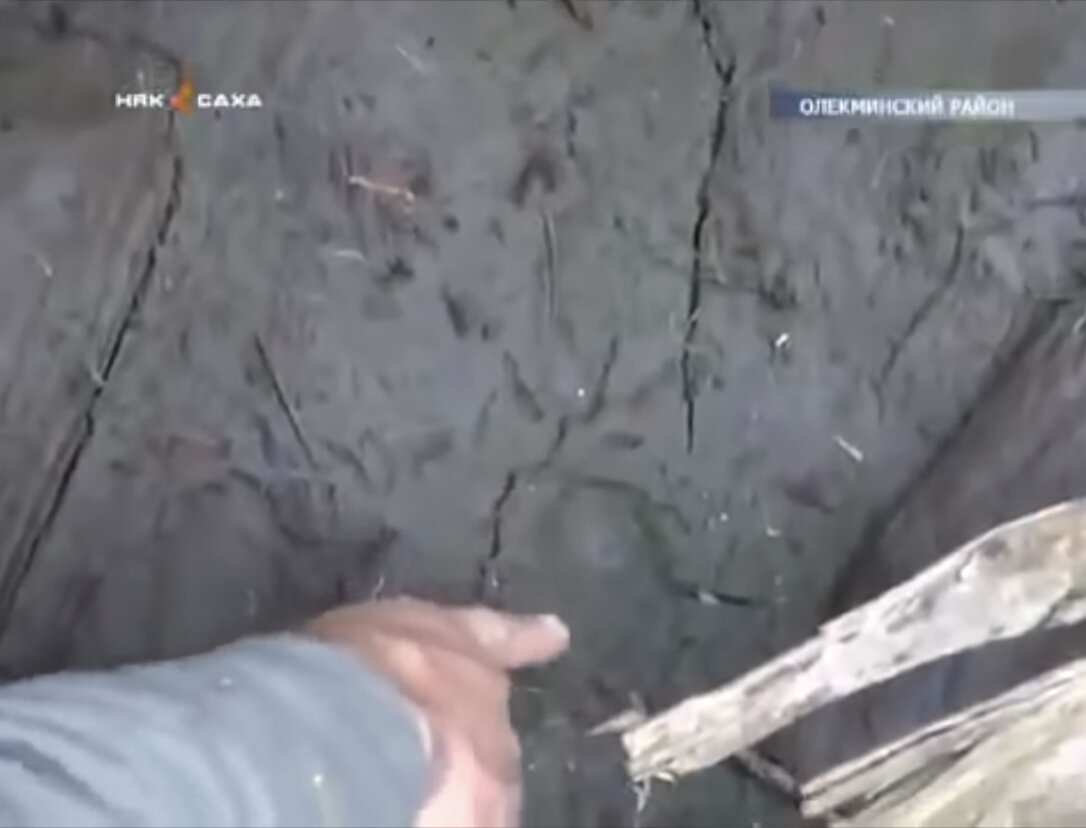    Следы Карины Чикитовой