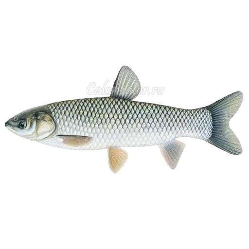 Белый амур
Фото взято из открытых источников