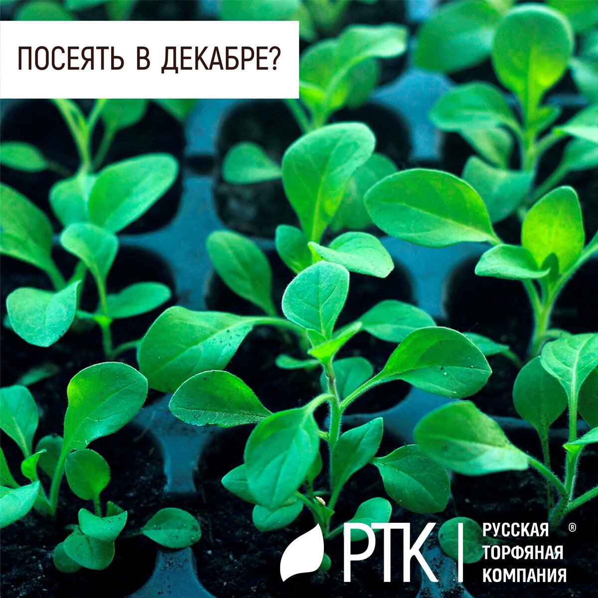  За окном декабрь, а мы уже строим планы на будущий сезон. И это правильно. Несмотря на расхожее мнение о зимнем «затишье», декабрь – это начало садовых работ. Если точнее, это время, когда пора сажать цветы (и не только, но об этом позже) на рассаду.
Перед началом работ, загляните в наш чек-лист, там вы найдёте план действий перед посевом. Уточним, что в зимние месяцы есть необходимость более тщательной подготовки места для рассады. Уделите внимание температуре и освещению. Количество света весьма важно для любой рассады.
Далее, следует отметить, что грунт имеет важную роль для получения качественной рассады. У Русской Торфяной Компании есть серия грунтов для цветов. Вы можете подобрать необходимый вам грунт для определенных сортов. Цветочная серия торфяных грунтов разработана для выращивания и получения красиво цветущих и здоровых растений. Данные грунты подходят для растений капризных к питанию и слабокислой реакции рН.
Также можно использовать универсальный цветочный грунт. Это полностью готовый грунт, который подходит для большинства растений.
Грунты от РТК отвечают следующим критериям: легкость, питательность, воздухопроницаемость, безопасность. И это именно то, что нужно для нежных цветочных корешков.
Так какие же культуры можно посеять сейчас? Это цветы-летники с медленным прорастанием семян и долгим периодом роста. А также многолетники с очень длительным периодом ожидания всходов.
Мы приведем в пример эустому, которую достаточное количество садоводов желало бы видеть у себя на клумбах. Её период развития около 200 дней. Так что те, кто ждёт красивых цветов, сеют семена уже в декабре.
Приведём небольшой список многолетних и однолетних цветов, который может вам пригодится: лобелия, вербена, гвоздика Шабо, петуния, ирисы, энотеры, дельфиниум, примулы, лаванда, многолетние виолы, морозник и многие другие. А также, в декабре можно посеять семена комнатных растений: бегония, пеларгония, глоксиния, фуксия.
Для более качественных всходов советуем соблюдать все указания для конкретного вида растений.

И тогда, у вас обязательно вырастет всё!
#РТК #грунты #цветы #рассада #посев #сезон