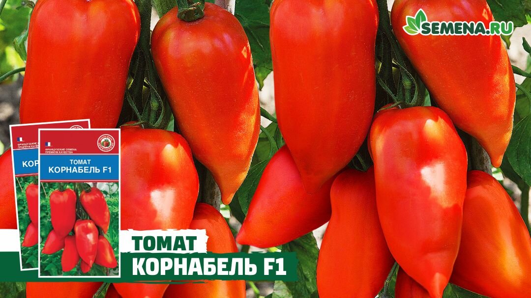 Томат Корнабель