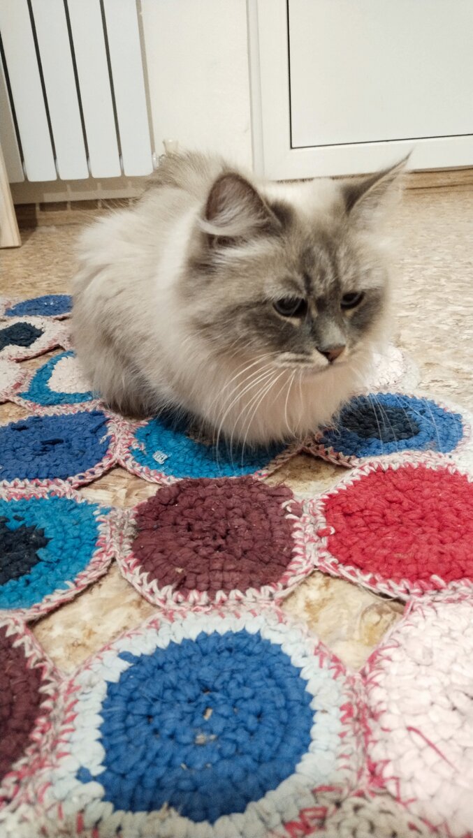Это кошка Хрюша