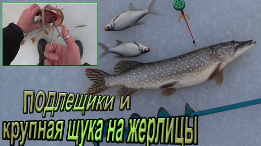 Самая КРУПНАЯ ЩУКА сезона, и подлещики на мормышку!Рыбалка на жерлицы, на небольшом пруду, в конце декабря!