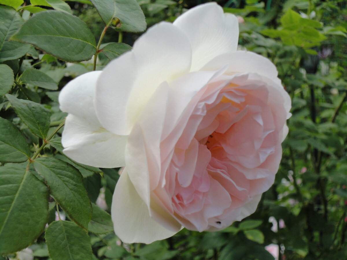    Одна из любимых роз — чайно-гибридная 'Sebastian Kneipp'.