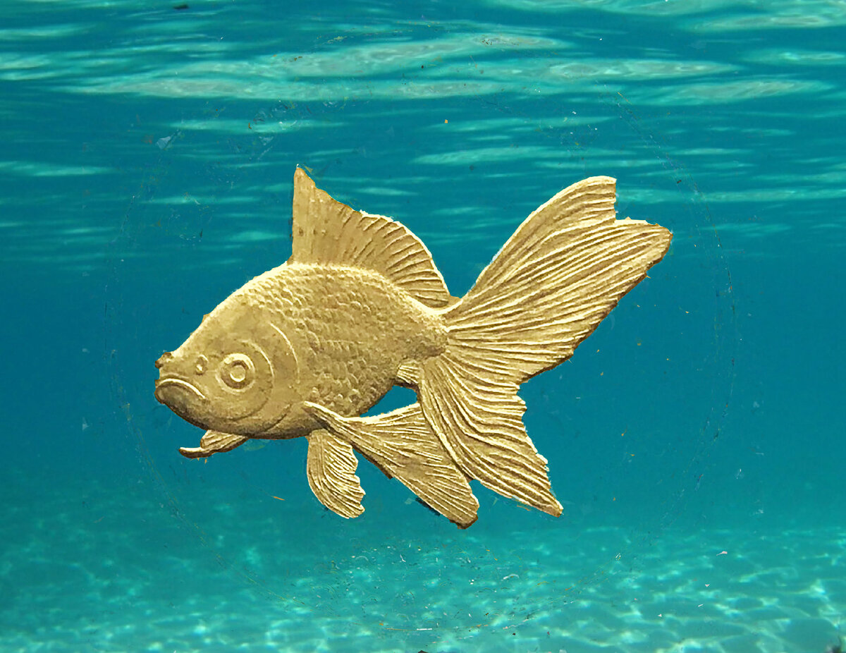 Золотая Рыбка на воле. Фото автора.