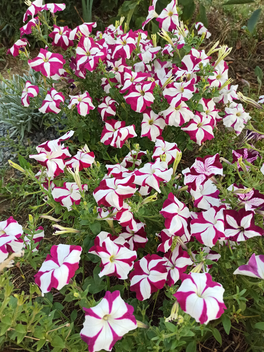 Петуния Лавина Пурпурная звезда