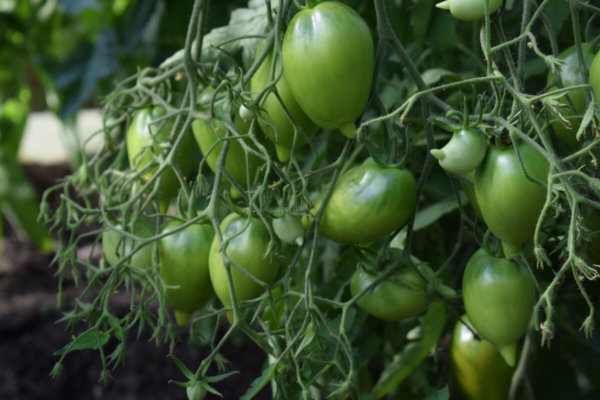 Легенда тарасенко томат характеристика и описание сорта