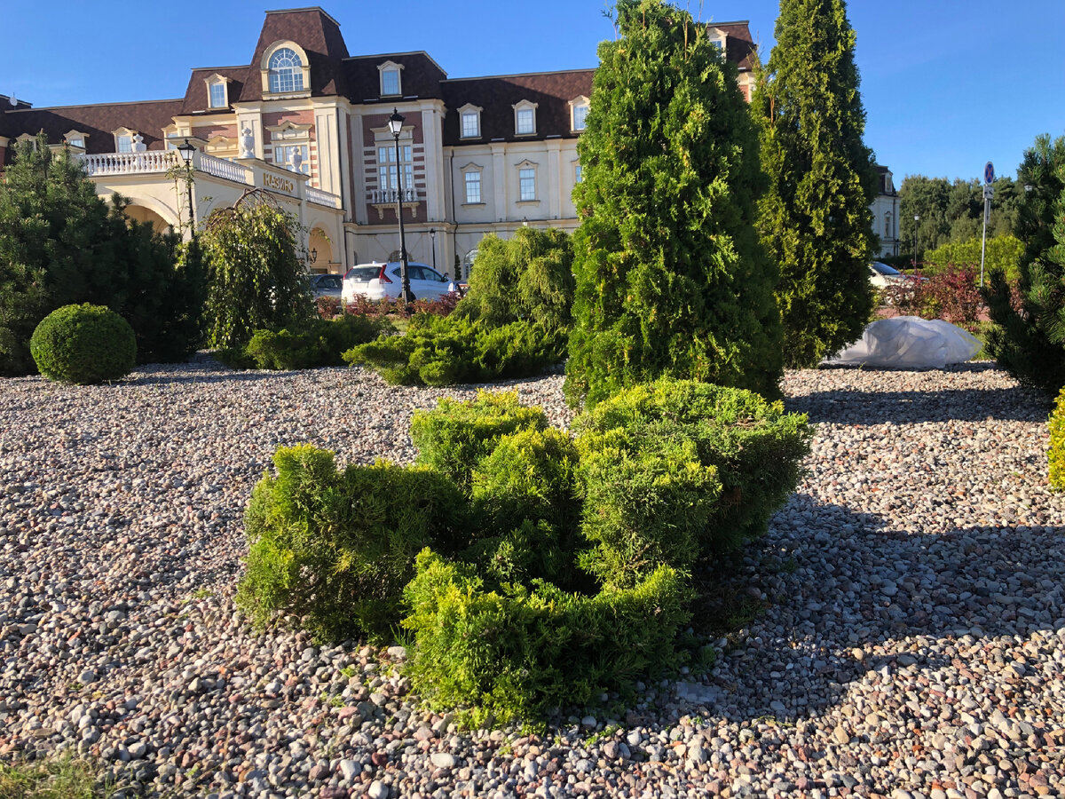 Топиарная стрижка можжевельника на казино «Собрание»