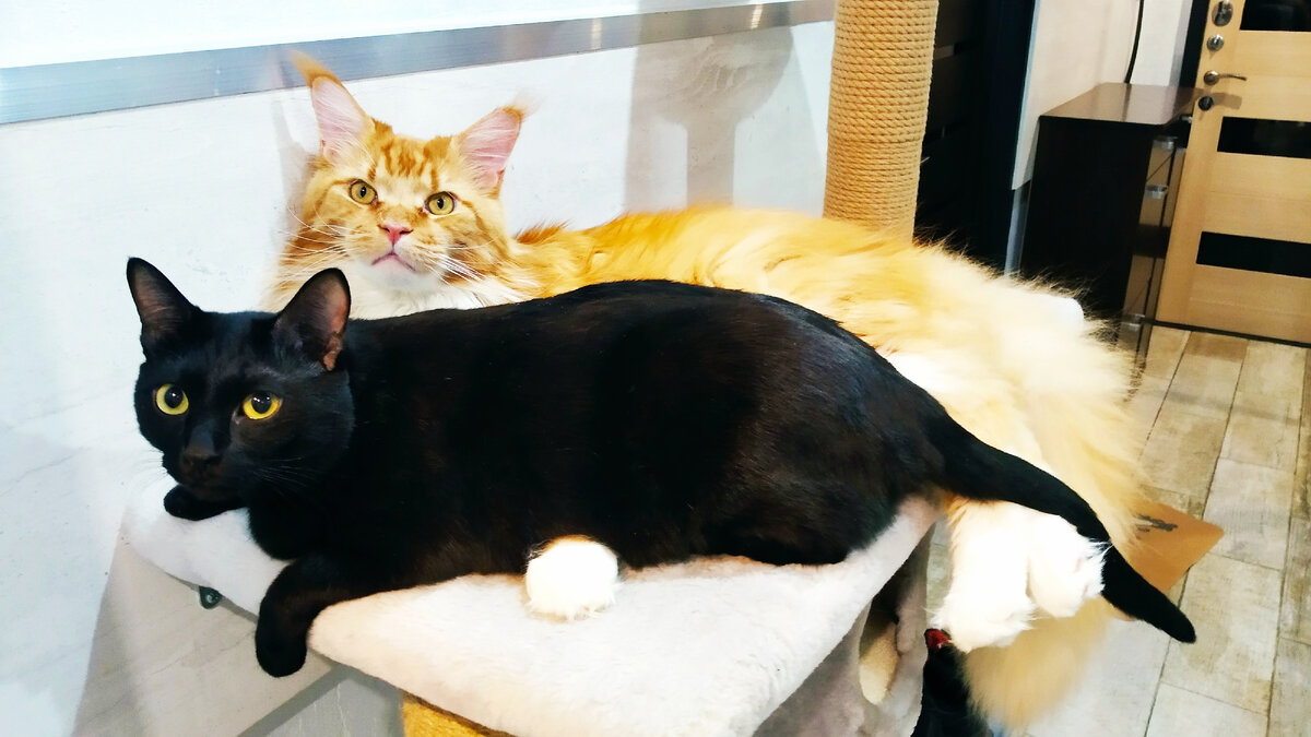 Мейн кун Степа и кот Тихон. 