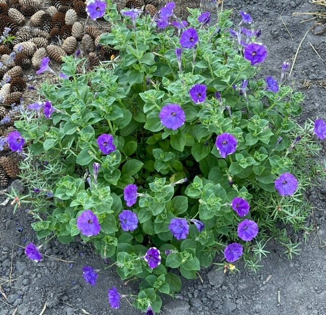 САМОВЗРОЩЕННЫЙ КУСТИК