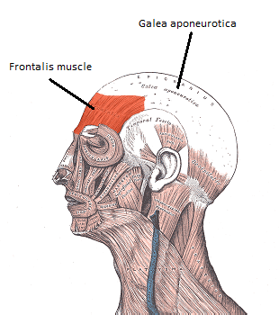 Лобная мышца (frontalis muscle) и апоневроз (galea aponeurotica) 