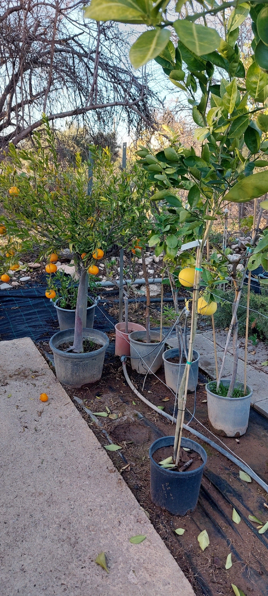 А можно и апельсин, и помело, и грейпфрут!