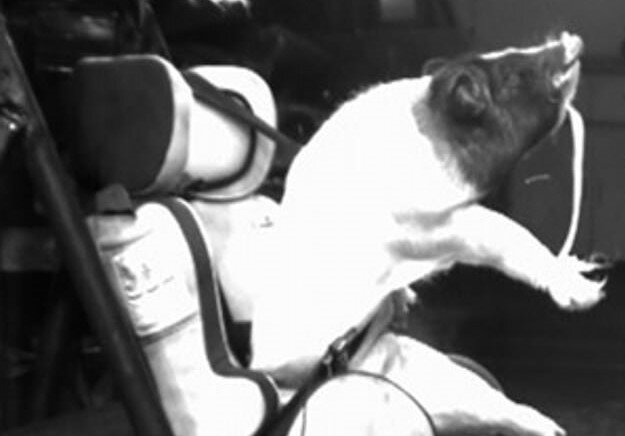 Свиньи - главные участники первых краш-тестов