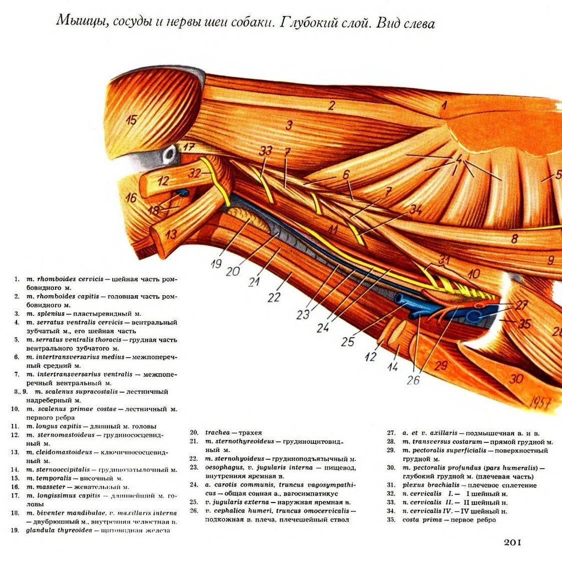 Мышцы коровы анатомия в картинках