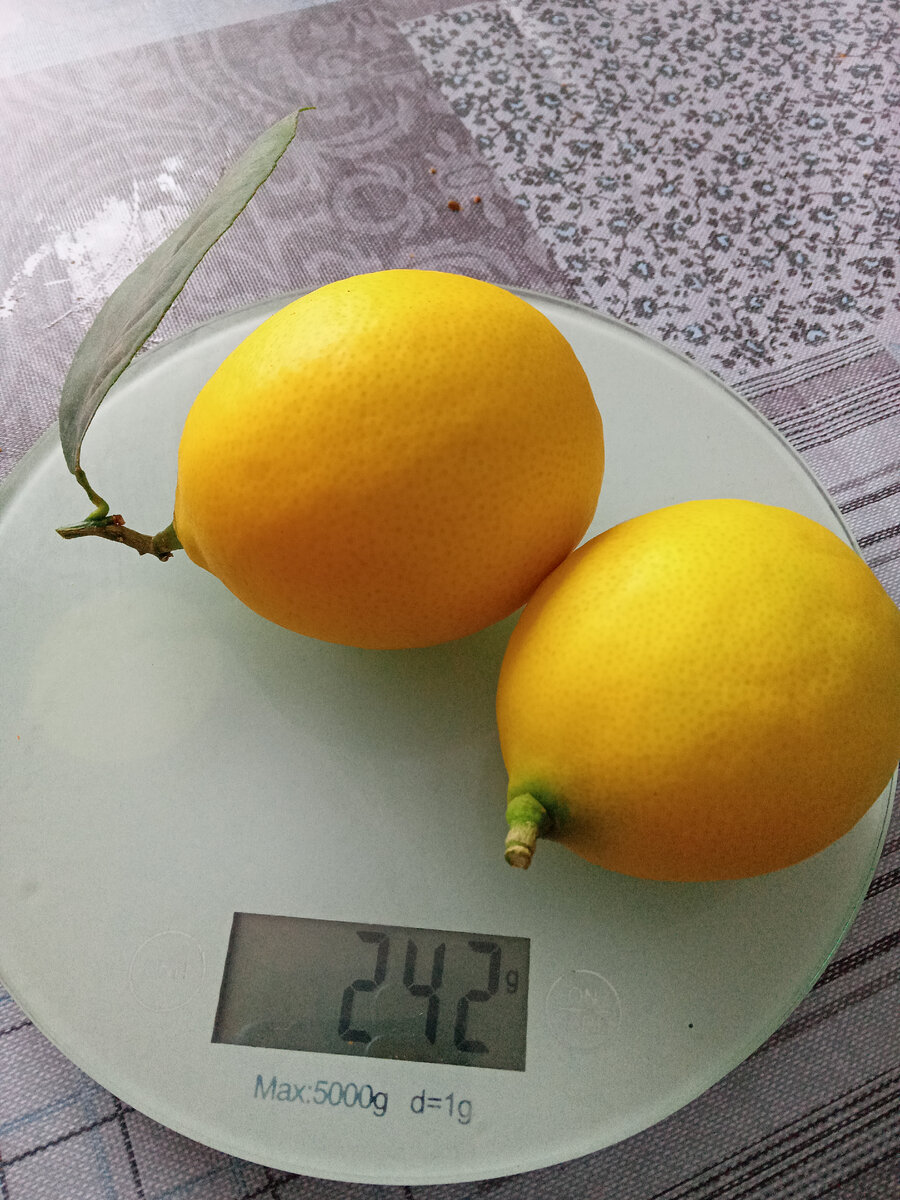 Лимоны Турция растут.
