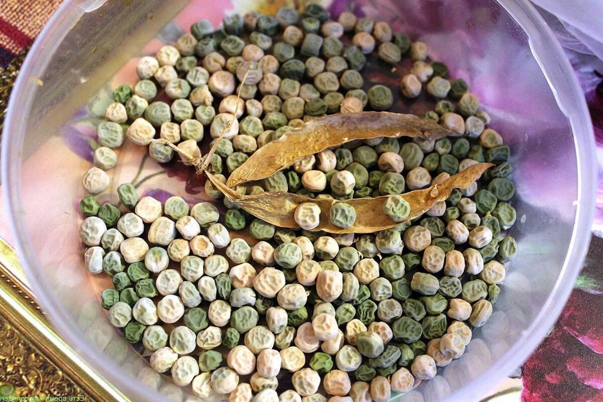 Сморщенный мозговой горох.