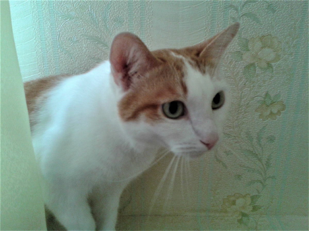 Бандит Сёмка