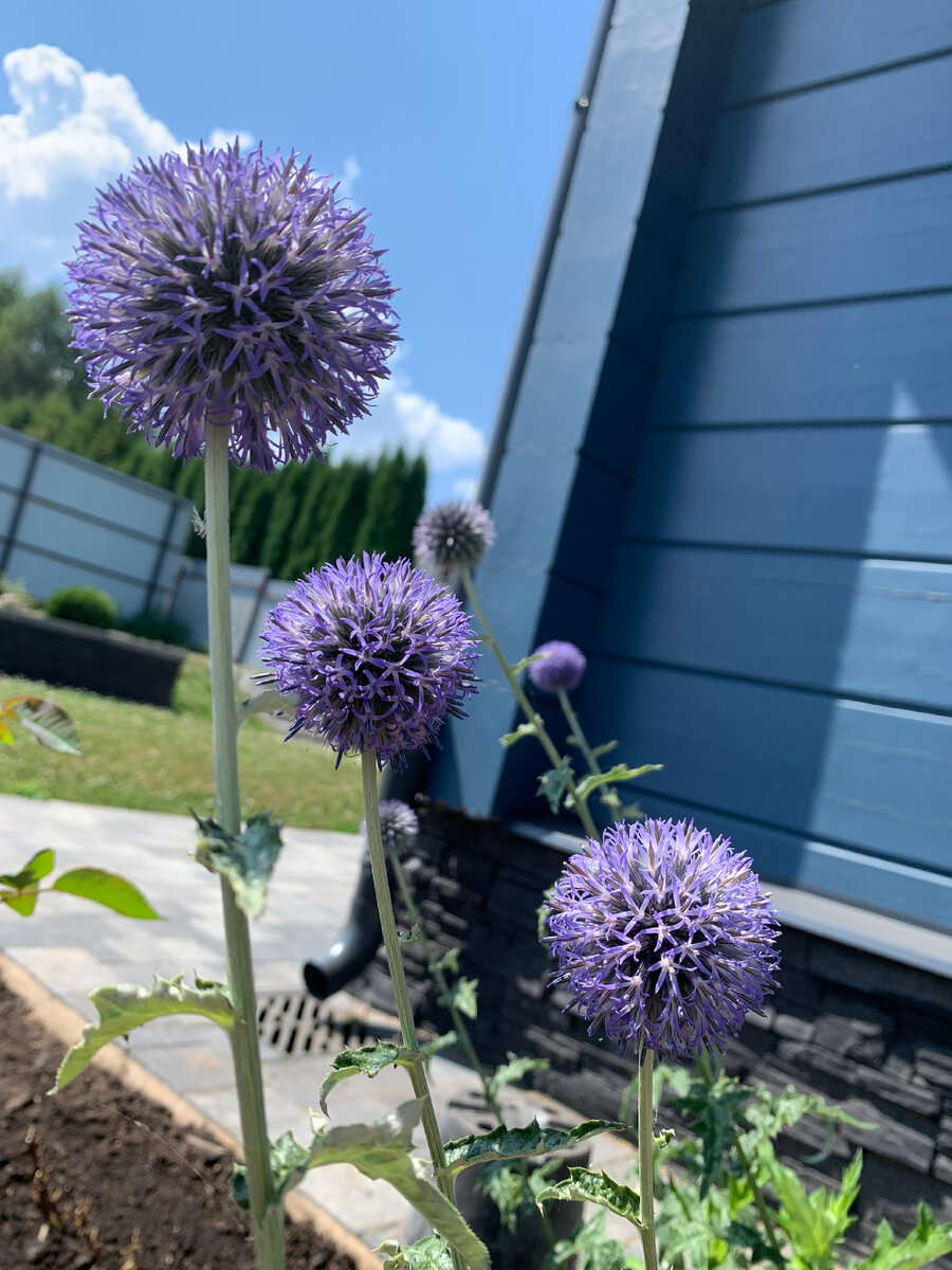 Мои любимые «ежики» 